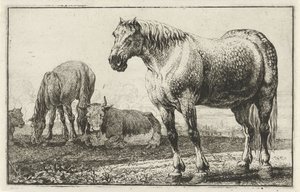 Pferde und Kühe (Tiere) (Zoographiam)