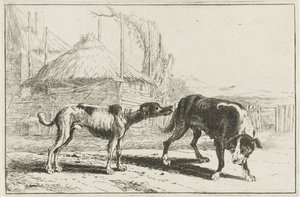 Rüde und Hündin (Dieren, Zoographiam)