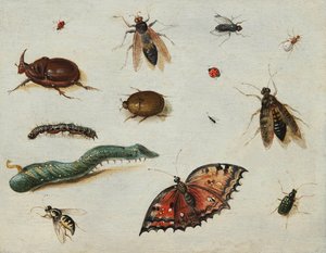Insekten, von Jan Van Kessel dem Älteren