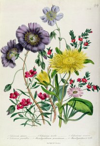 Calandrinia, Tafel 18 aus 