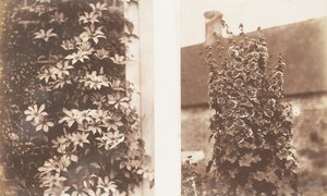 Clematis Cerulea, Stockrosen, 1853-56