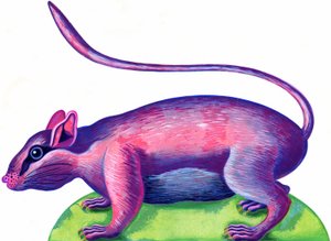 Ratte