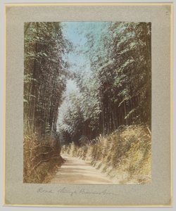 Straße durch einen Bambushain, Japan