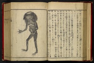 16084.d.15, f.24 Ein Neneko Kappa, aus 