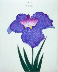 Al-Al-Gasa, Nr. 19, 1898