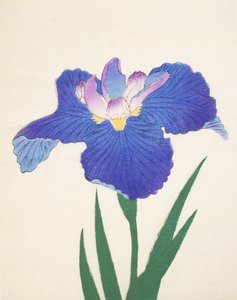 Aoi-Gata, Nr. 30, 1898