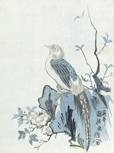 Vogel auf einem Felsen