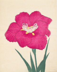 Kagari-Bi, Nr. 38, 1890