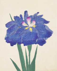Karako-Asobi, Nr. 42, 1898