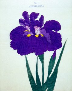 Komochi-Guma Nr. 14, 1898