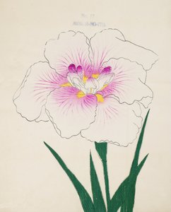 Misuji-no.-Ito, Nr. 17, 1898