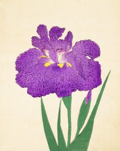 Nyo-Nishiki, Nr. 11, 1898