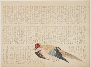 Fasan, um 1818-29 von Japanese School