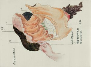 Der Magen und die Eingeweide aus der Sektion eines Folteropfers von 1796, aus einem Makimono eines Midori-Arztes