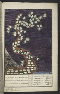Genealogische Tafel in Form eines Baumes der Herrscher von Java, von Adam bis Pakuwana IV (von Surakarta) und Mataram IV (Hamengkubuwana IV von Yogykarta), in einem javanischen Manuskript, Papakem Pawukon