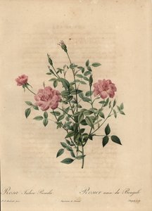 Rosa Miniatur-China-Rose, Rosa chinensis