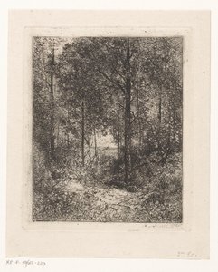 Waldansicht