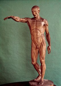 Menschliche Anatomie. Ecorché von Jean Antoine Houdon (1741-1828)