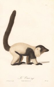 Schwarz-weißer Vari (Lemur macaco)