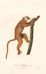 Roter Lemur (Lemur rufus) von Jean Baptiste Audebert