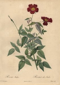 Purpurrote Chinarose, Rosa chinensis
