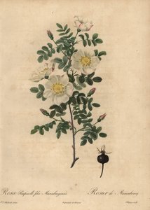 Marienburger Burnet-Rose, Rosa pimpinellifolia Mariaeburgensi