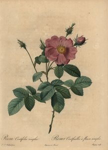 Rosa Rose, Rosa centifolia simplex