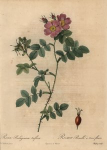 Rosa Hundsrose, Rosa rubiginosa