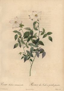 Weiße und rosa China-Rose, Rosa chinensis