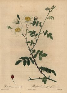 Weiße Feldrose, Rosa arvensis