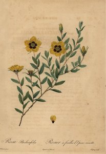 Gelbe Rose, Rosa berberifolia.