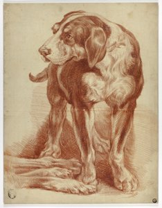 Stehender Hund