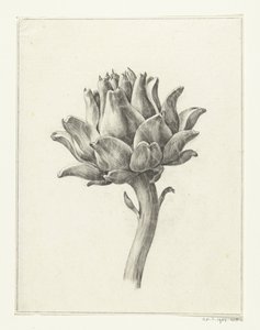 Artischocke von Jean Bernard