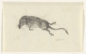 Tote Maus