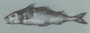 Grüner Fisch von Jean Bernard