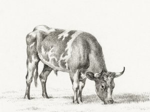 Weidender Bulle von Jean Bernard