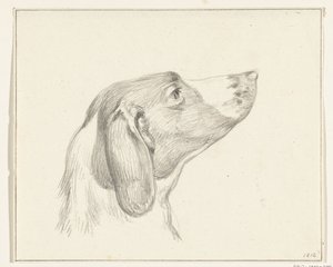 Kopf eines Hundes, nach rechts