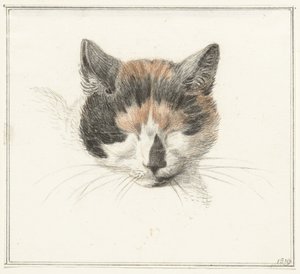Kopf einer gefleckten Katze, von vorne, mit geschlossenen Augen