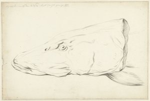 Kopf eines Hechts von Jean Bernard