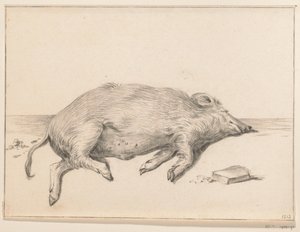 Liegendes Schwein, nach rechts