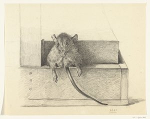 Maus (in einer Falle?)