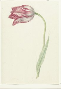 Rosa Tulpe