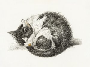 Zusammengerollte schlafende Katze von Jean Bernard