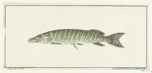 Hecht von Jean Bernard