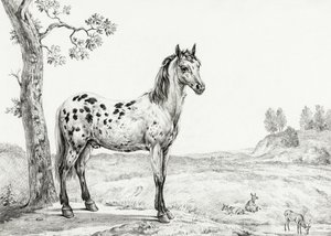 Stehendes geschecktes Pferd von Jean Bernard
