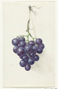 Traube blauer Weintrauben