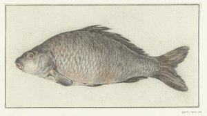Fisch von Jean Bernard