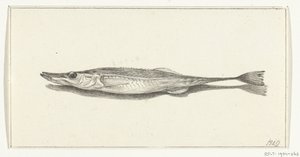 Fisch