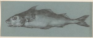 Fisch, nach links von Jean Bernard