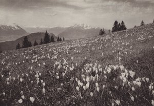 Rigi Kaltbad, Frühling von Jean Gaberell
